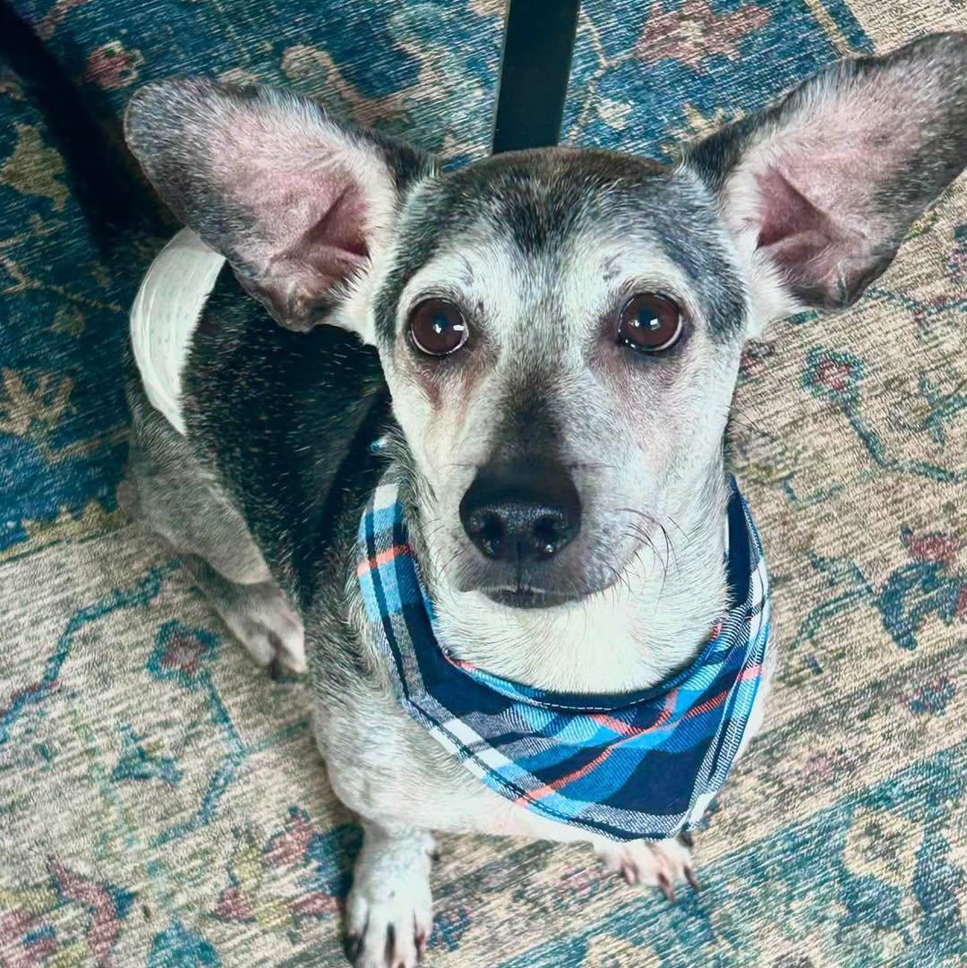 Enlarge Duke, a Adoptable mixed breed in Rockville, MD image 2/5