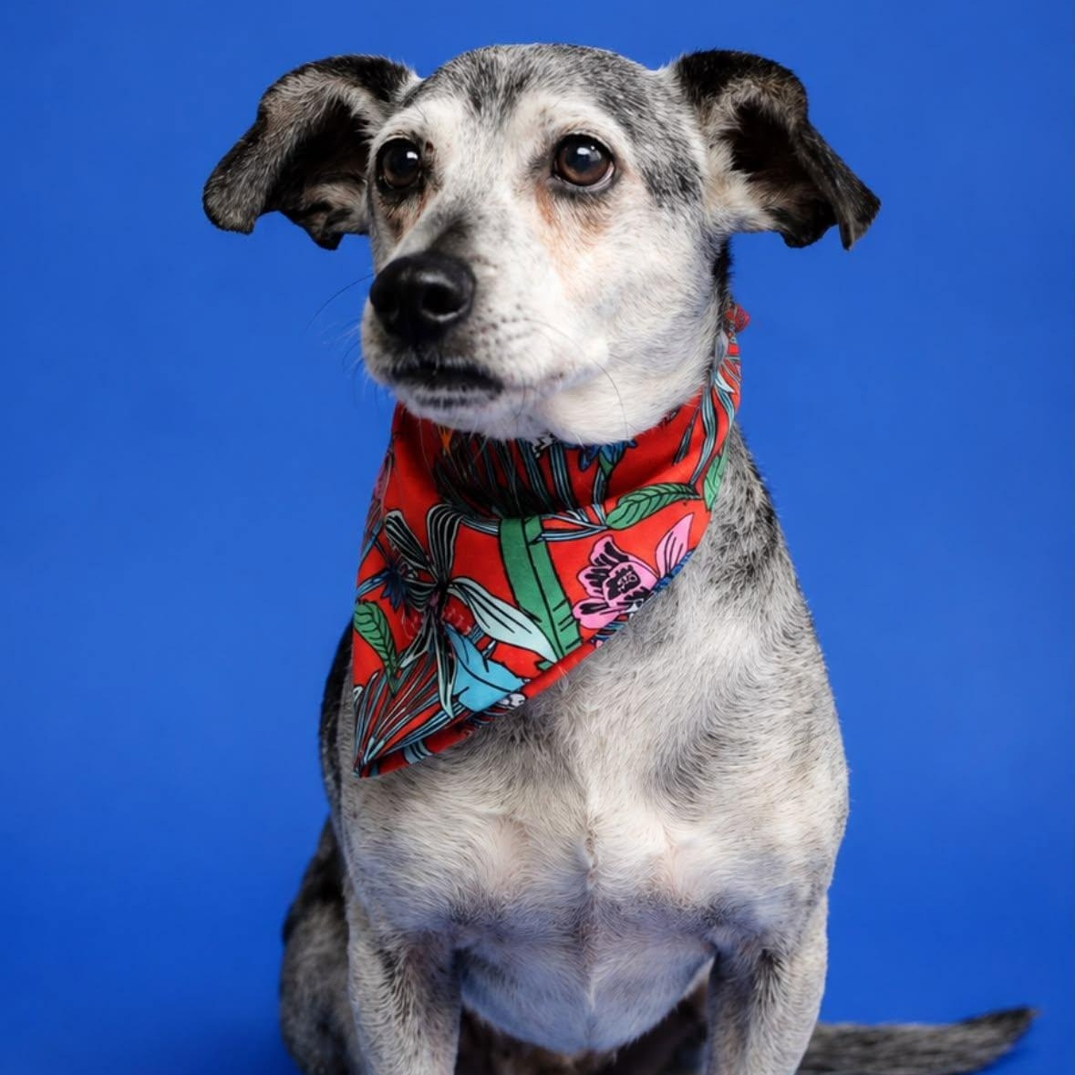 Enlarge Duke, a Adoptable mixed breed in Rockville, MD image 1/5