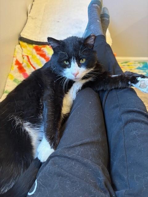 Enlarge Mr. Spell, a Adoptable Domestic Short Hair in Fort Collins, CO image 2/6