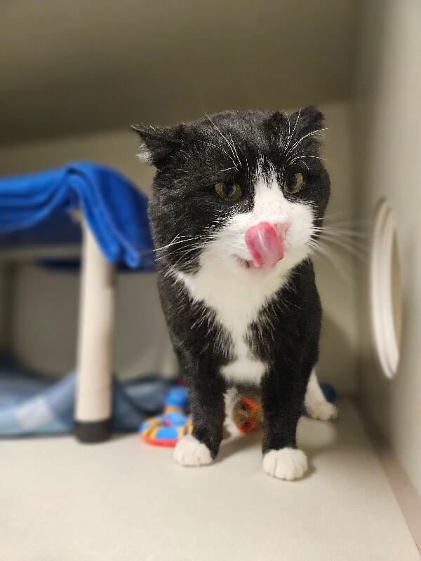 Enlarge Mr. Spell, a Adoptable Domestic Short Hair in Fort Collins, CO image 3/6