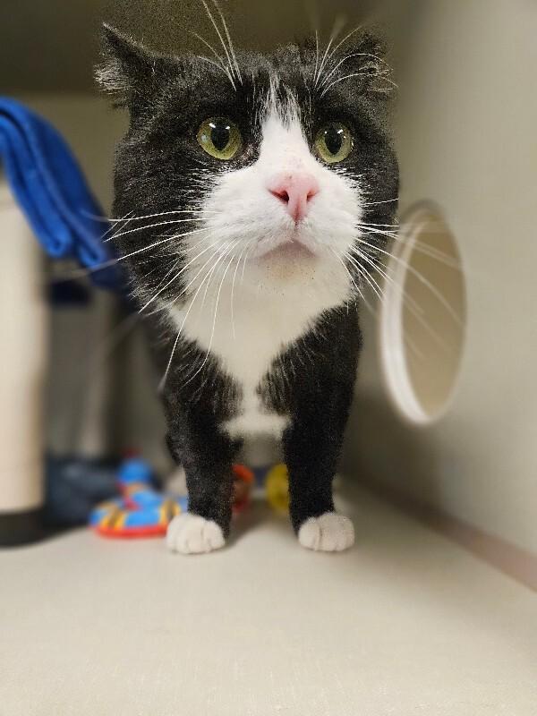 Enlarge Mr. Spell, a Adoptable Domestic Short Hair in Fort Collins, CO image 4/6
