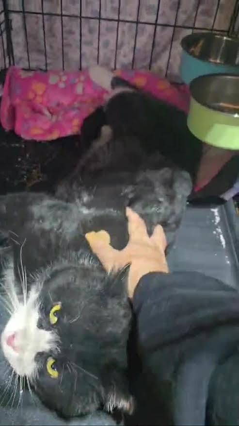 Enlarge Mr. Spell, a Adoptable Domestic Short Hair in Fort Collins, CO image 5/6