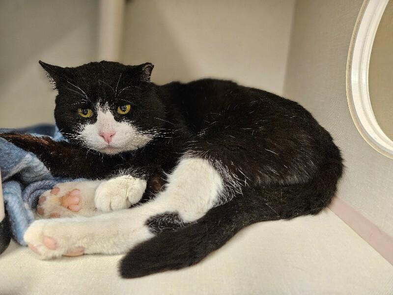 Enlarge Mr. Spell, a Adoptable Domestic Short Hair in Fort Collins, CO image 6/6