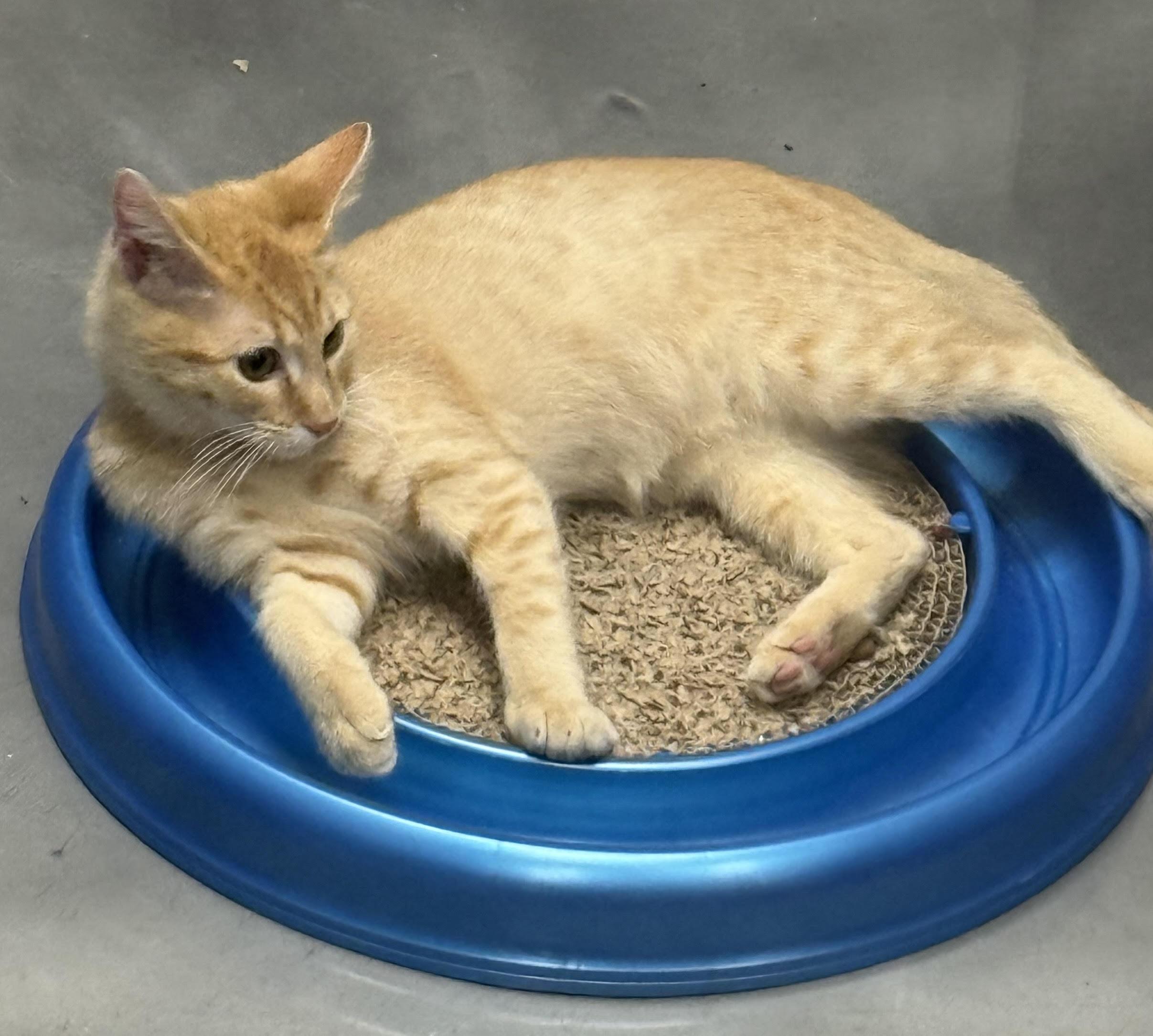 Enlarge Puss in Boots 25-0004/F, a Adopted Domestic Short Hair in Atlantic, IA image 1/6