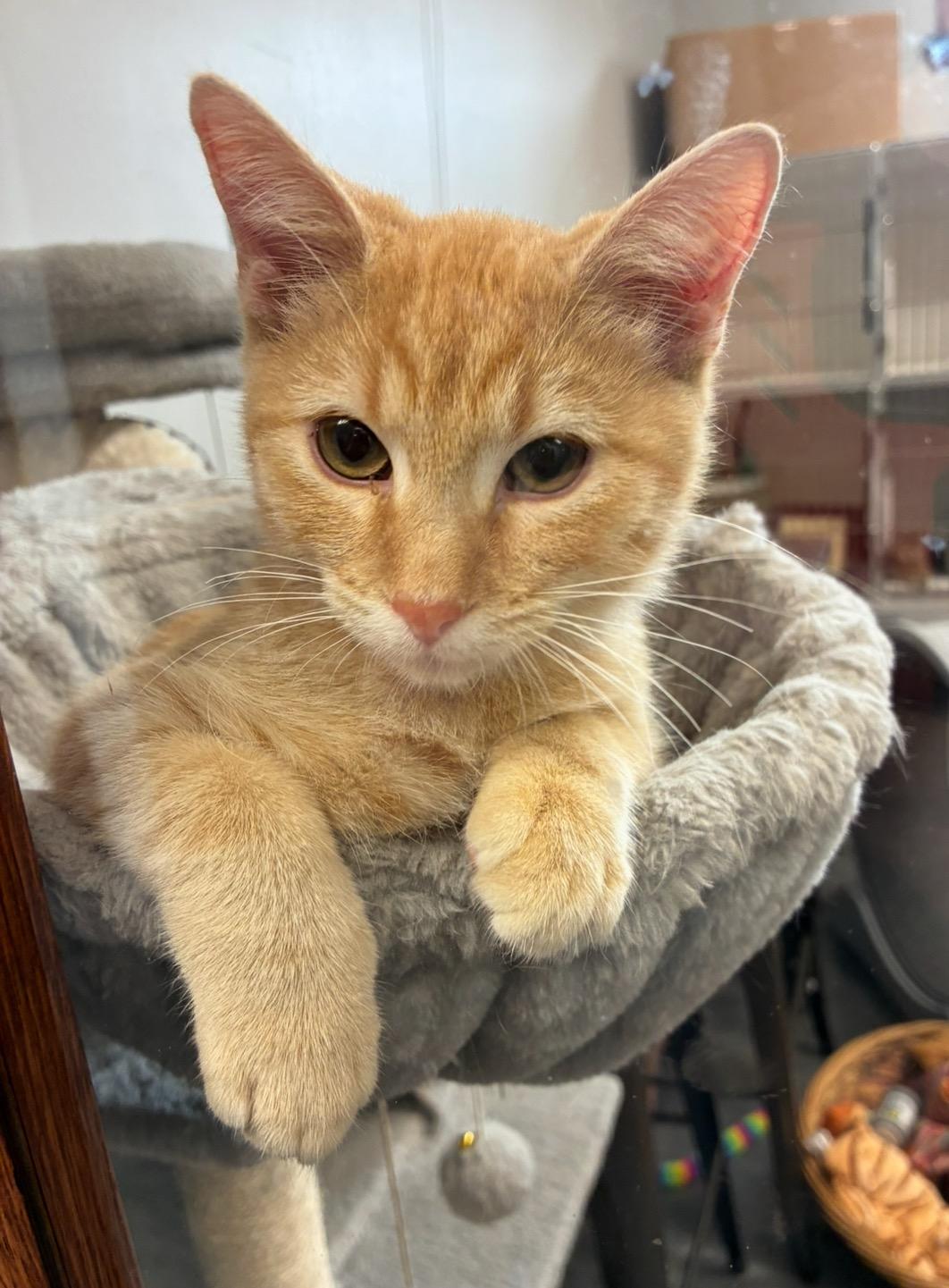 Puss in Boots, Adoptable, Young Male Domestic Short Hair.