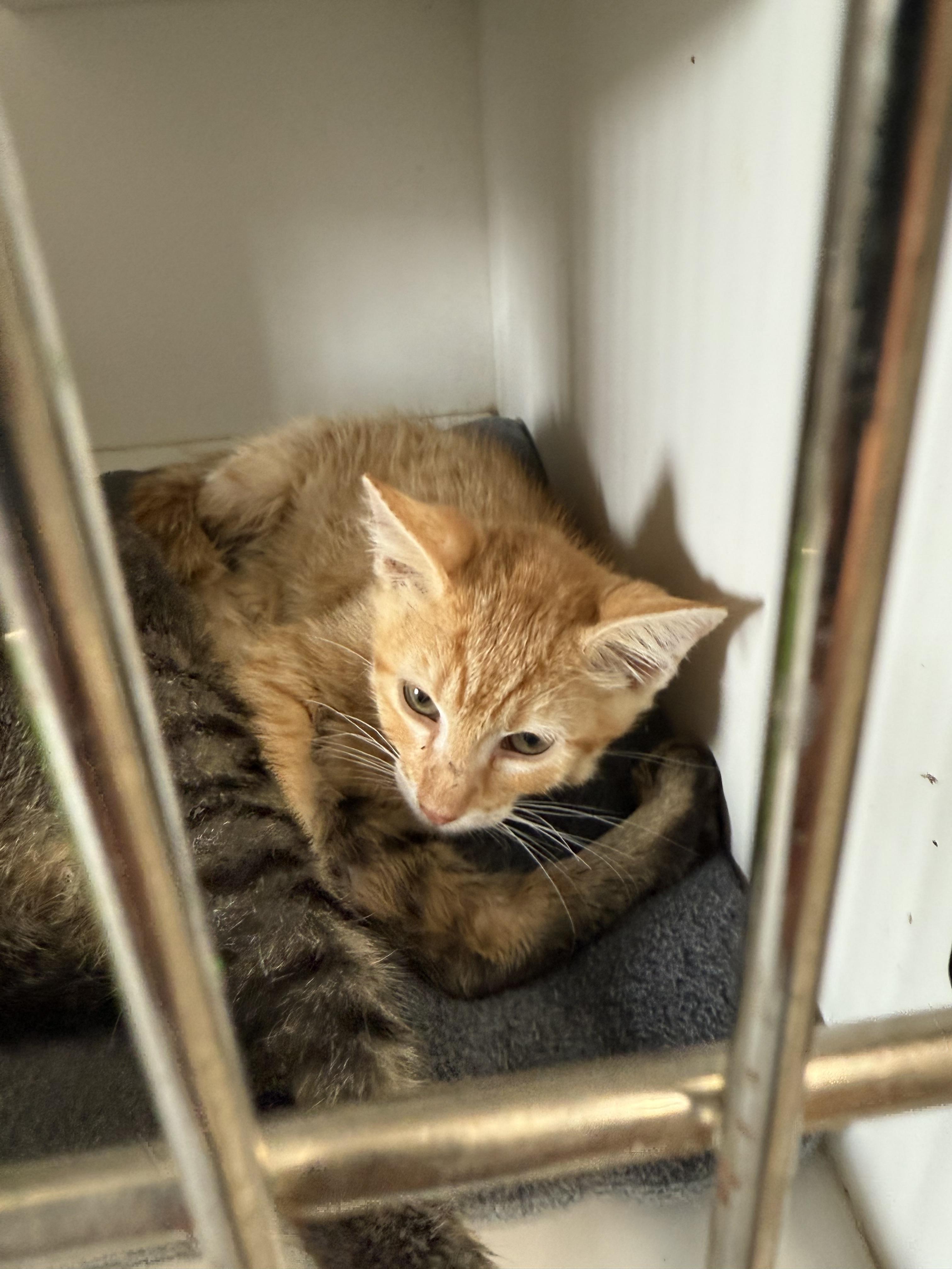 Enlarge Puss in Boots 25-0004/F, a Adopted Domestic Short Hair in Atlantic, IA image 3/6
