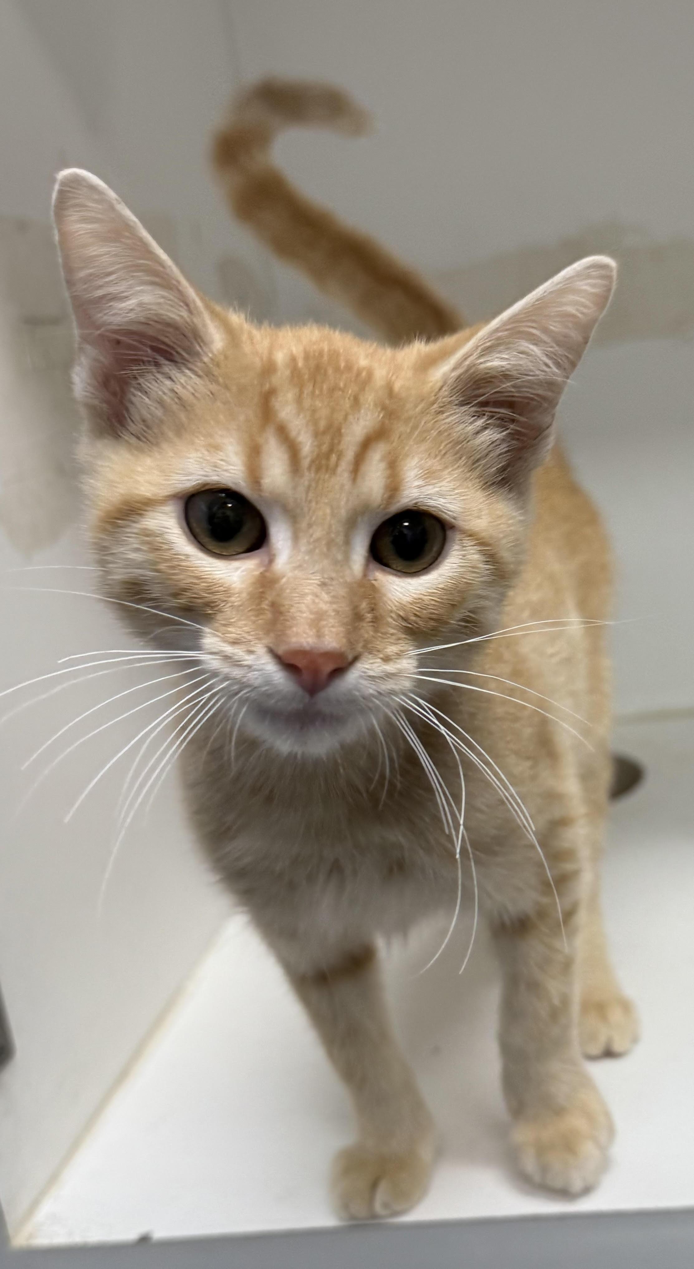 Enlarge Puss in Boots 25-0004/F, a Adopted Domestic Short Hair in Atlantic, IA image 6/6