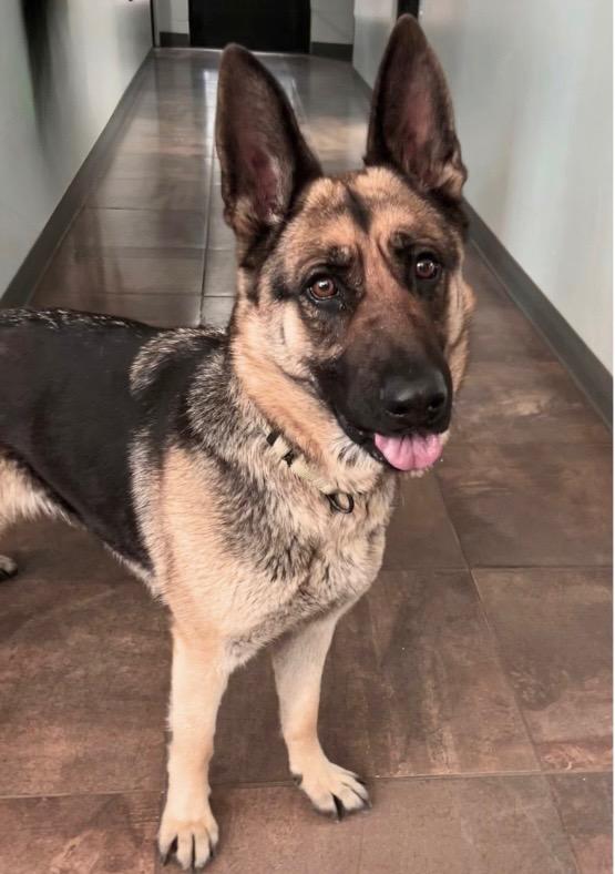 Helena, a Adoptable German Shepherd Dog in Cottonwood, AZ image 1/2