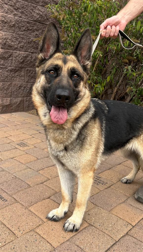Helena, a Adoptable German Shepherd Dog in Cottonwood, AZ image 2/3