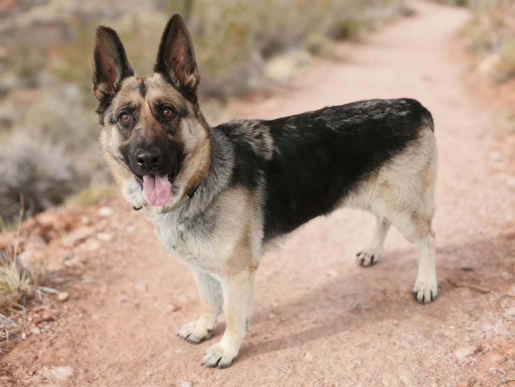 Helena, a Adoptable German Shepherd Dog in Cottonwood, AZ image 2/2
