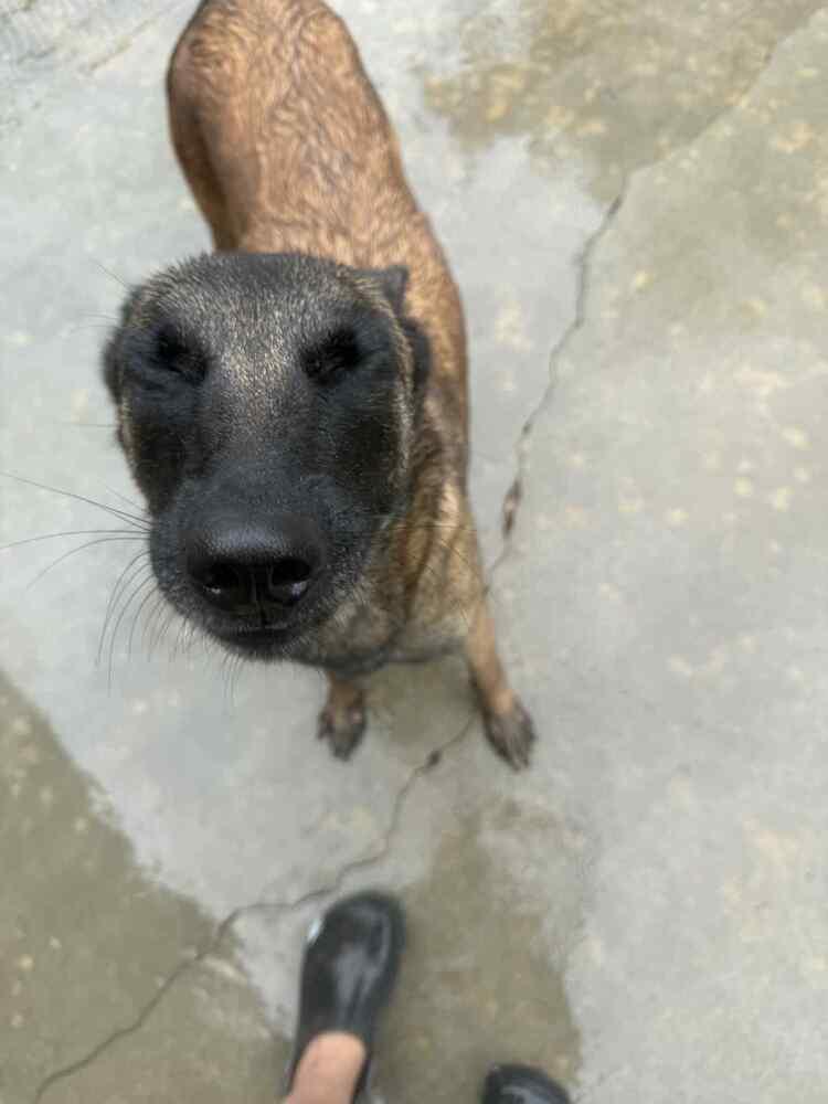 Enlarge Trixi located in MN, a Adoptable Belgian Shepherd / Malinois in Minneapolis , MN image 1/2