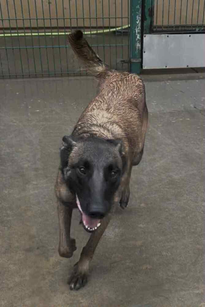 Enlarge Trixi located in MN, a Adoptable Belgian Shepherd / Malinois in Minneapolis , MN image 2/2