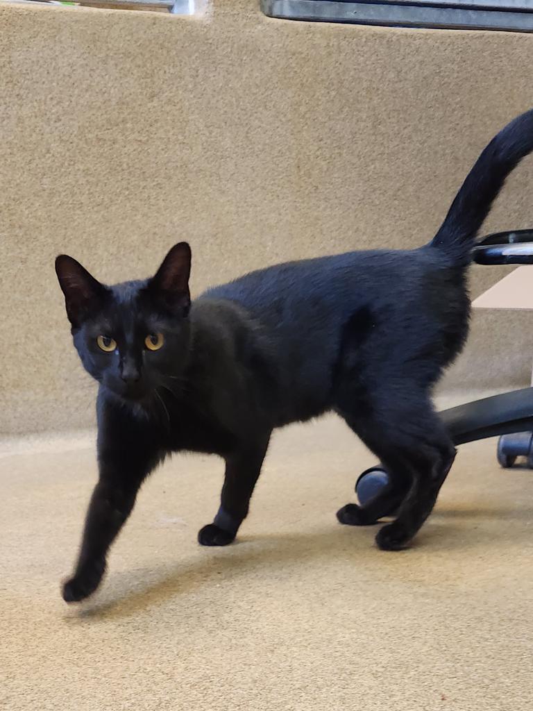 Oatcake, Adoptable, Young Female Domestic Short Hair.
