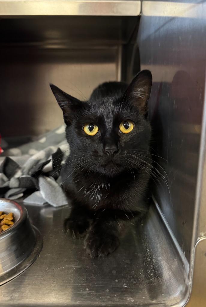 Enlarge Oatcake, a Adoptable mixed breed in Grand Forks, ND image 2/2
