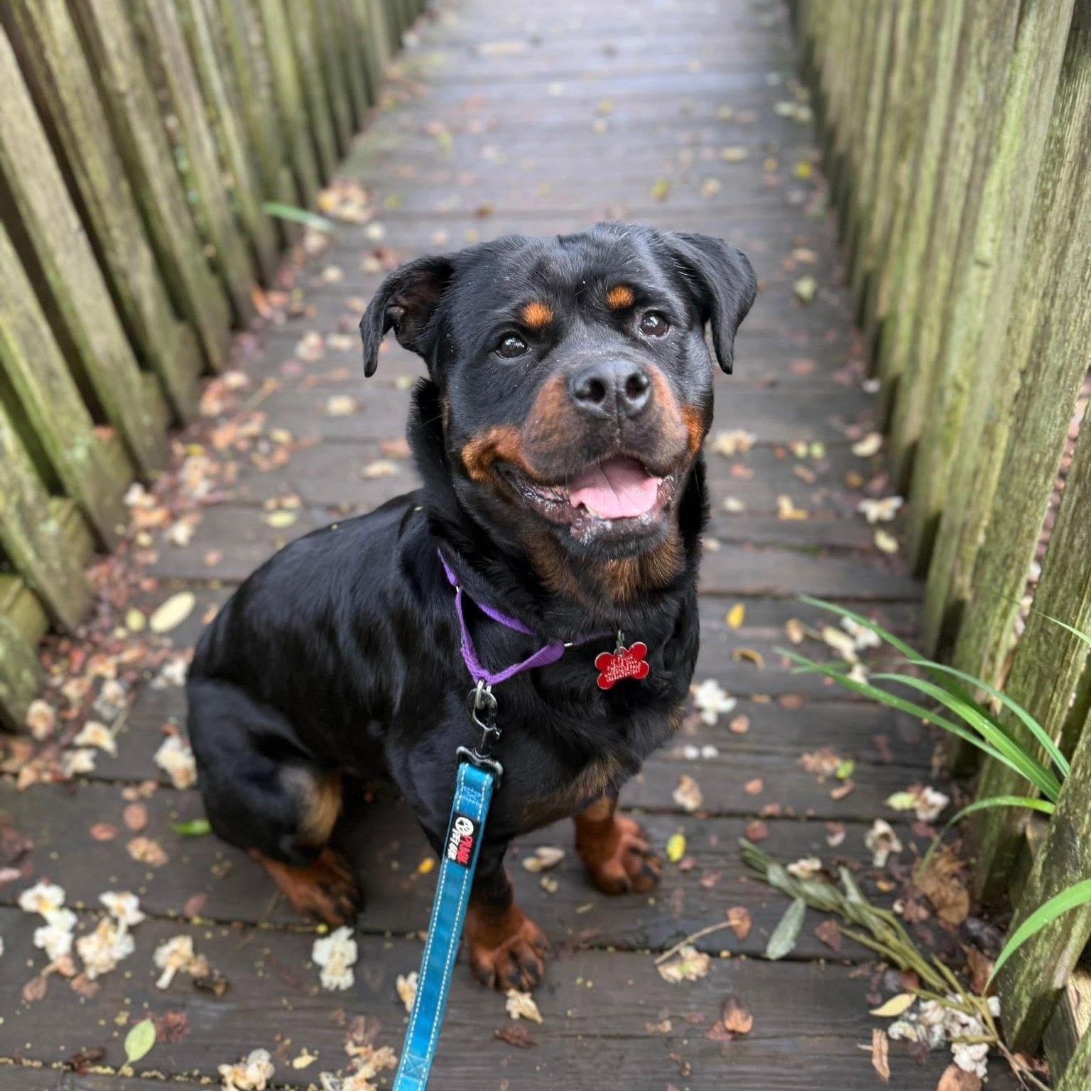 Raven, a ADOPTABLE Rottweiler in Valparaiso, IN image 1/4