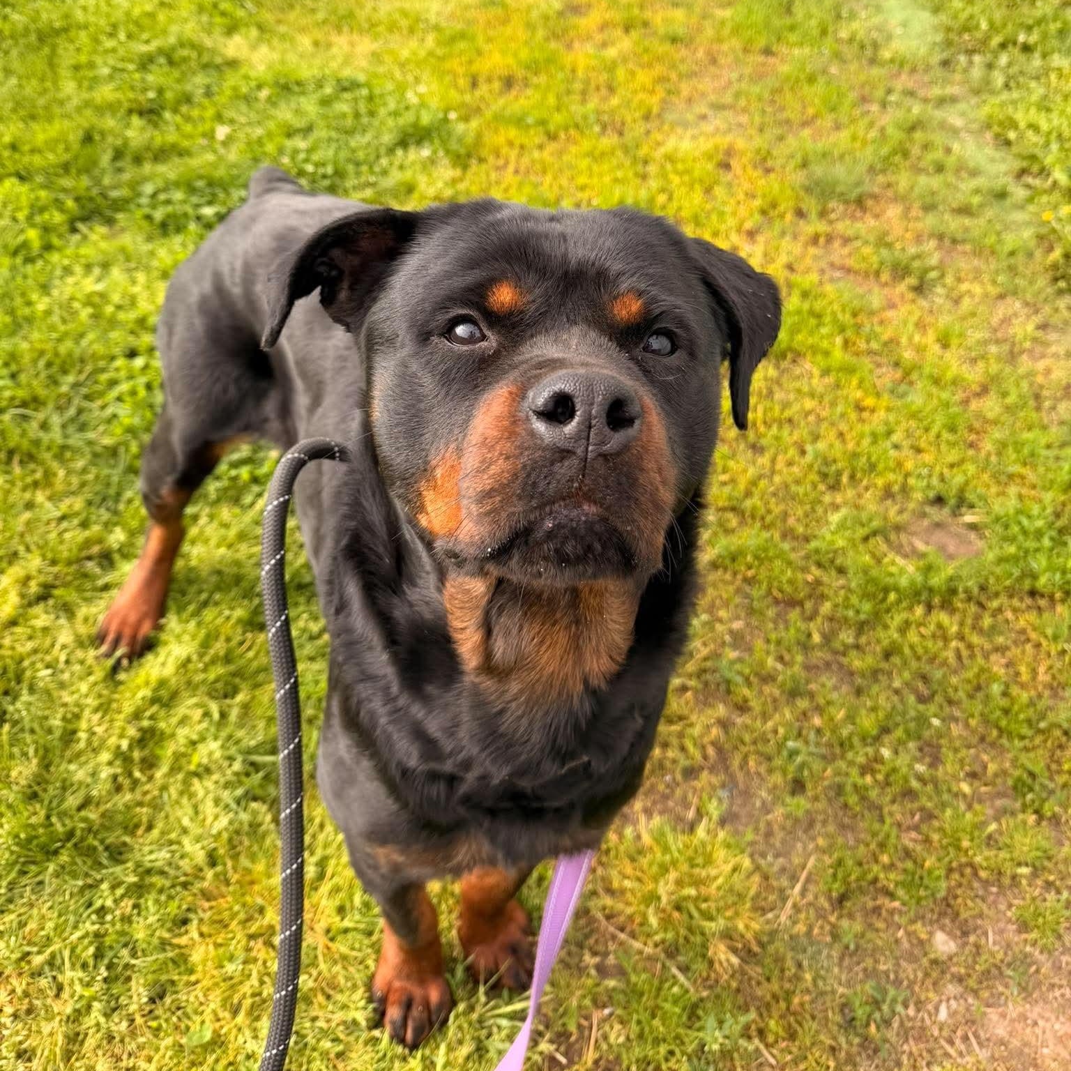Raven, a ADOPTABLE Rottweiler in Valparaiso, IN image 4/4