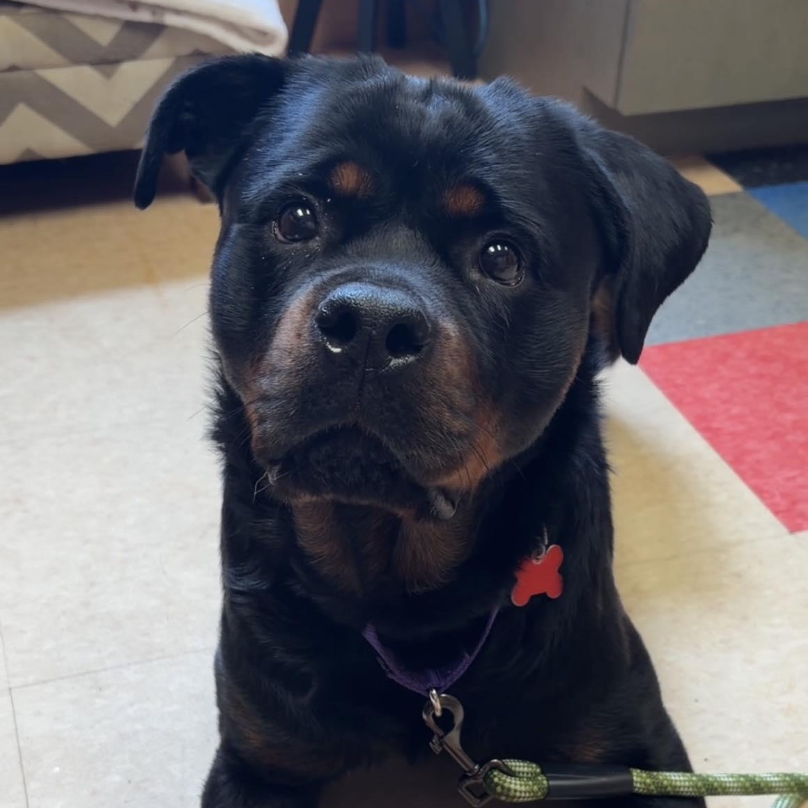 Raven, a ADOPTABLE Rottweiler in Valparaiso, IN image 3/4