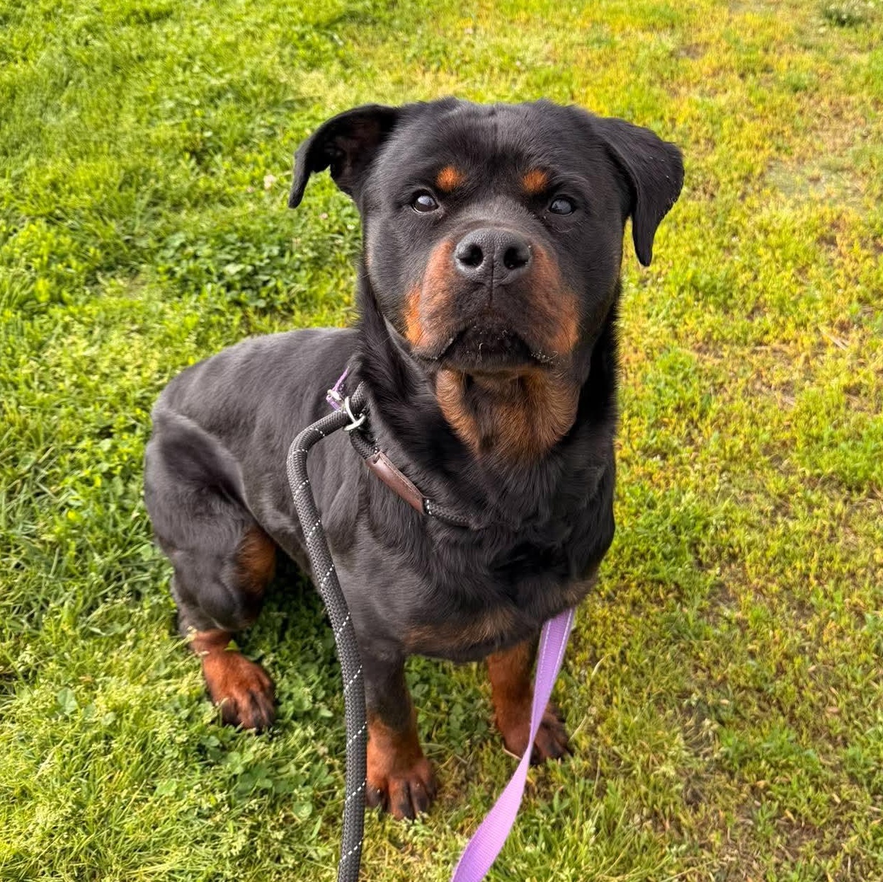 Raven, a ADOPTABLE Rottweiler in Valparaiso, IN image 2/4