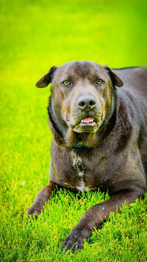 Loui, Adoptable, Adult Male Shar-Pei & Black Labrador Retriever.