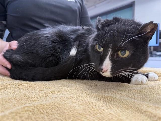 ROB, Adoptable, Senior Male Domestic Short Hair.