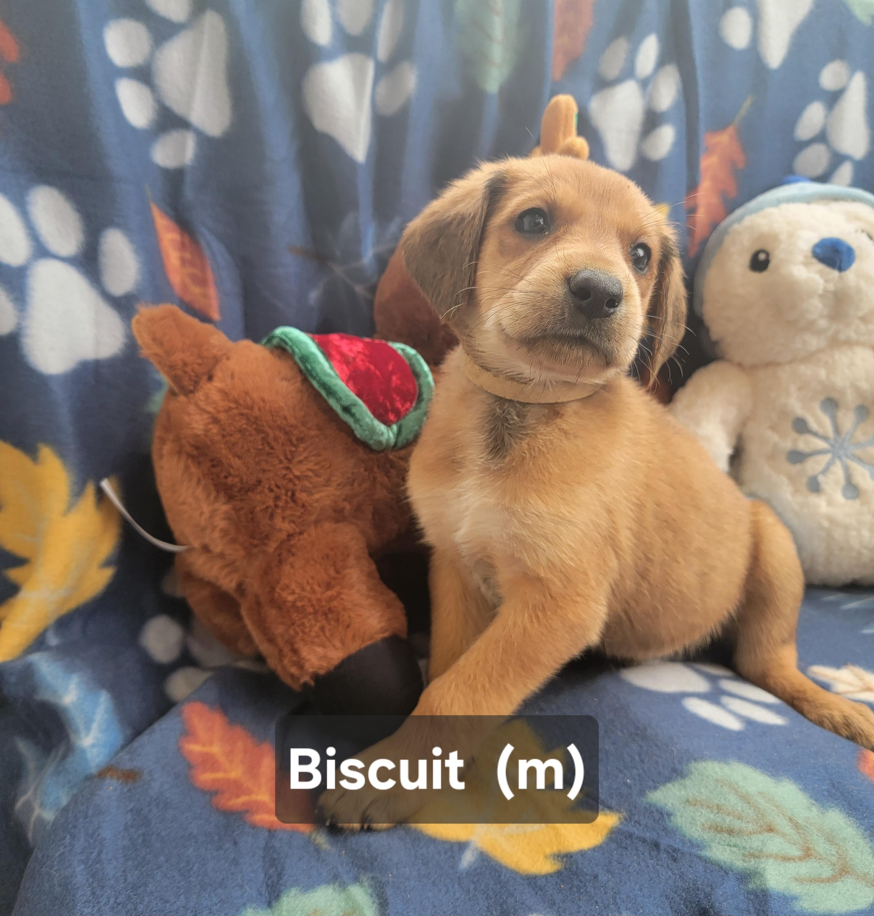 Biscuit , ADOPTABLE, Puppy Male German Shepherd Dog & Redbone Coonhound.
