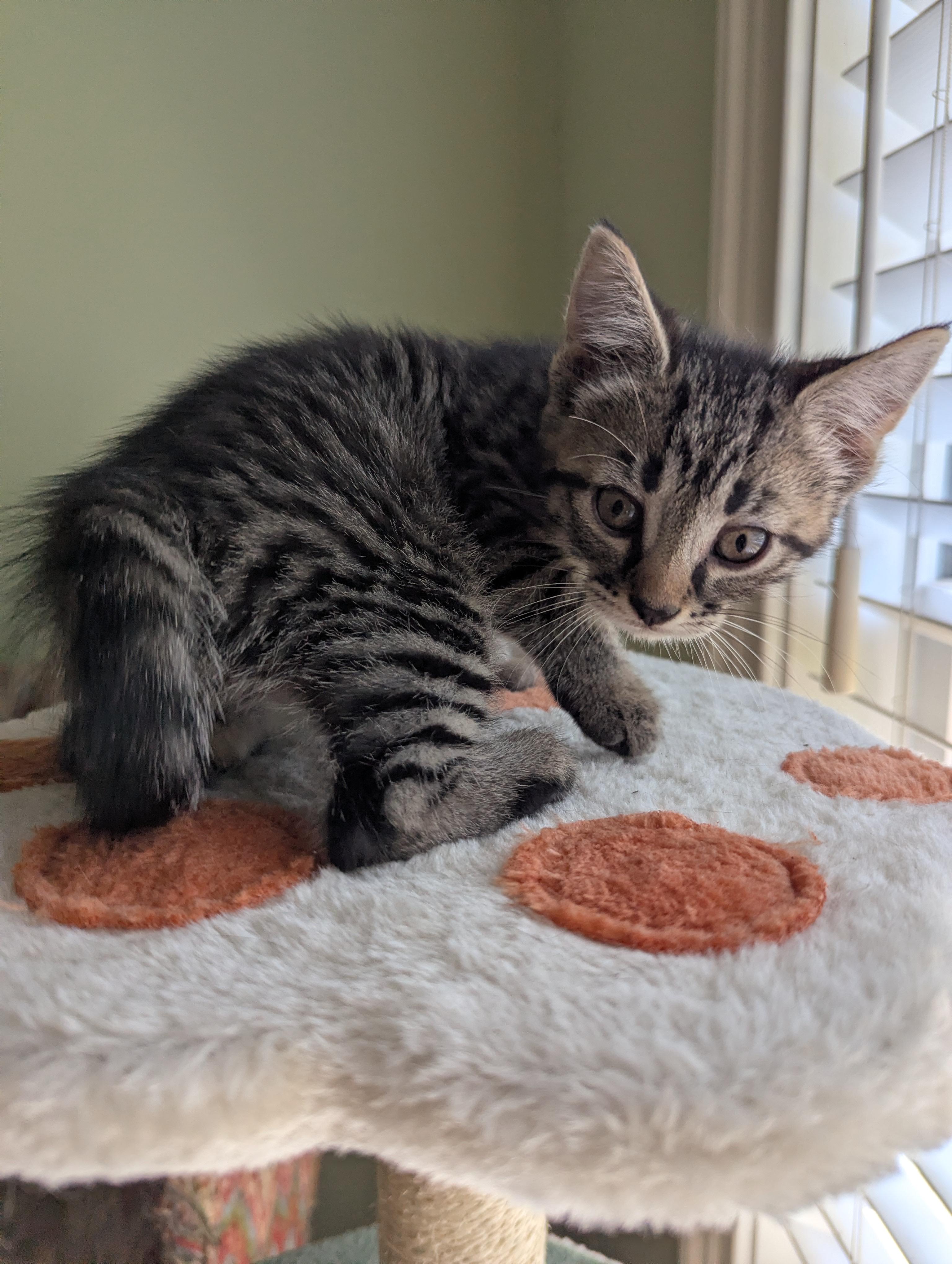 Thistle, a Adoptable Domestic Short Hair in Malden, MA image 3/3