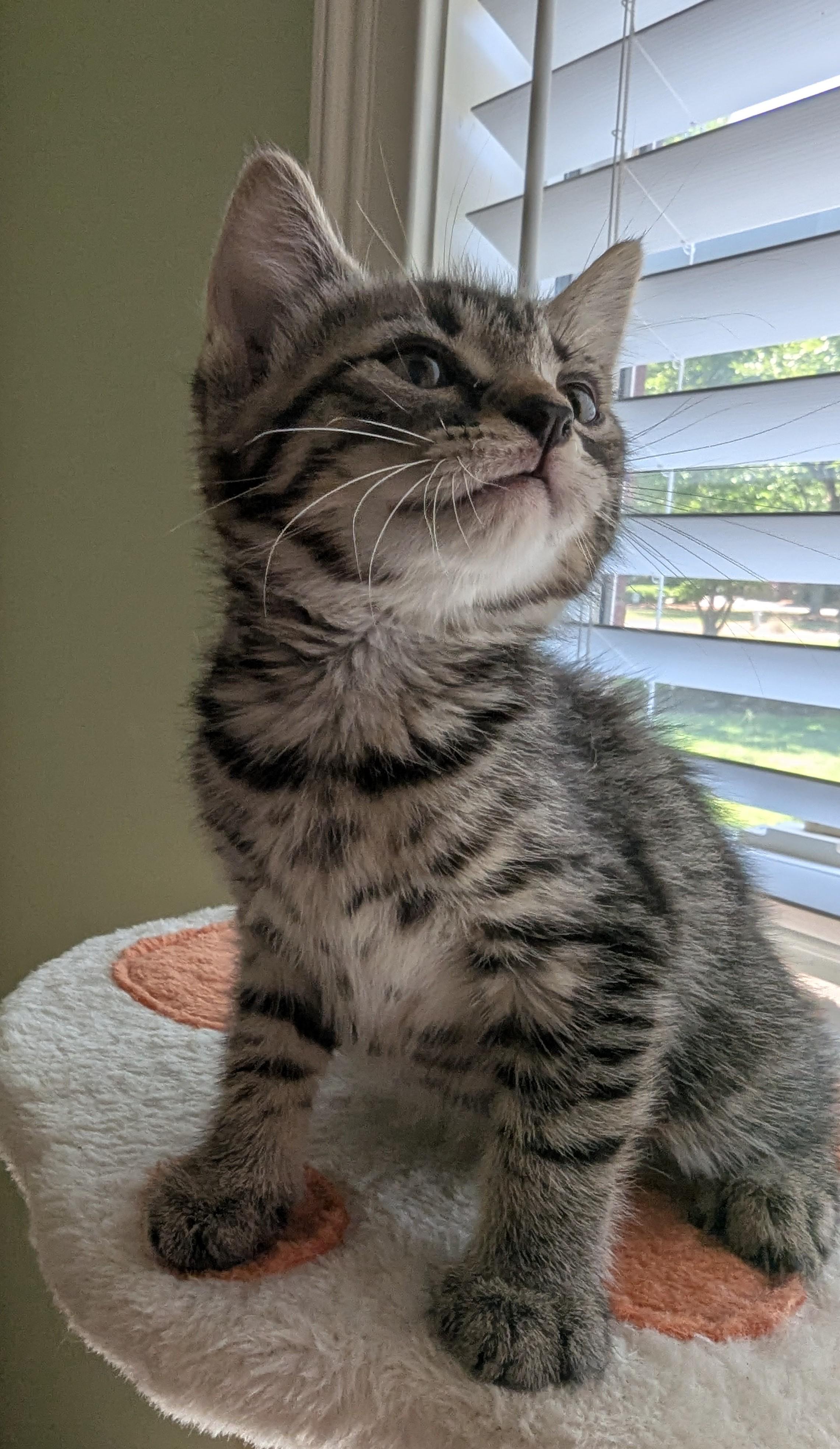 Thistle, Adoptable, Kitten Female Domestic Short Hair.