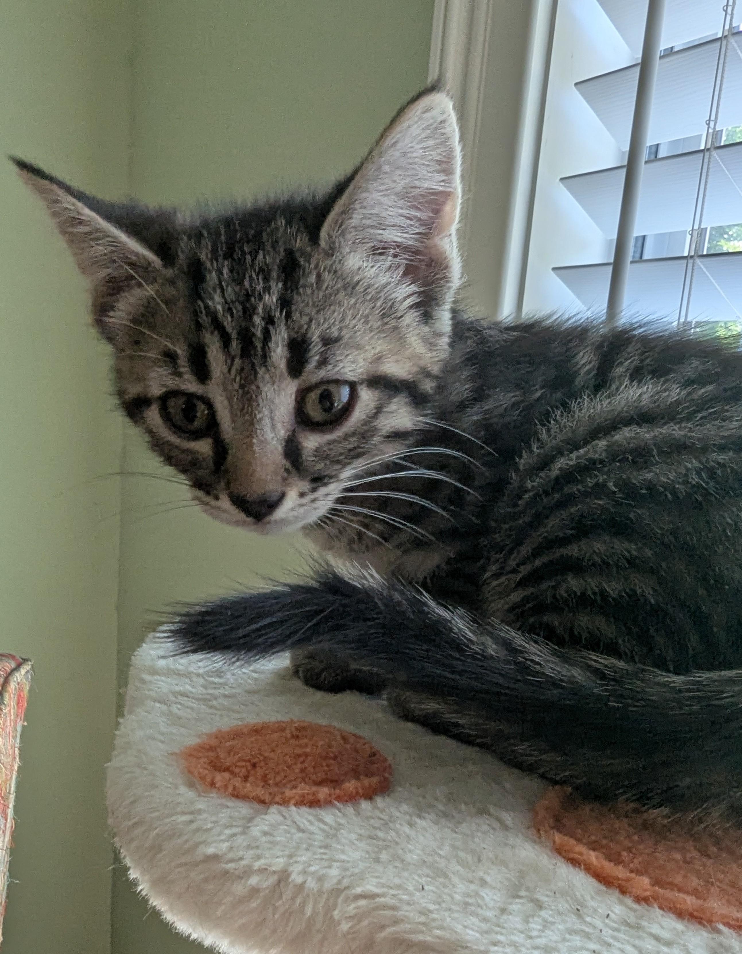 Thistle, a Adoptable Domestic Short Hair in Malden, MA image 2/3
