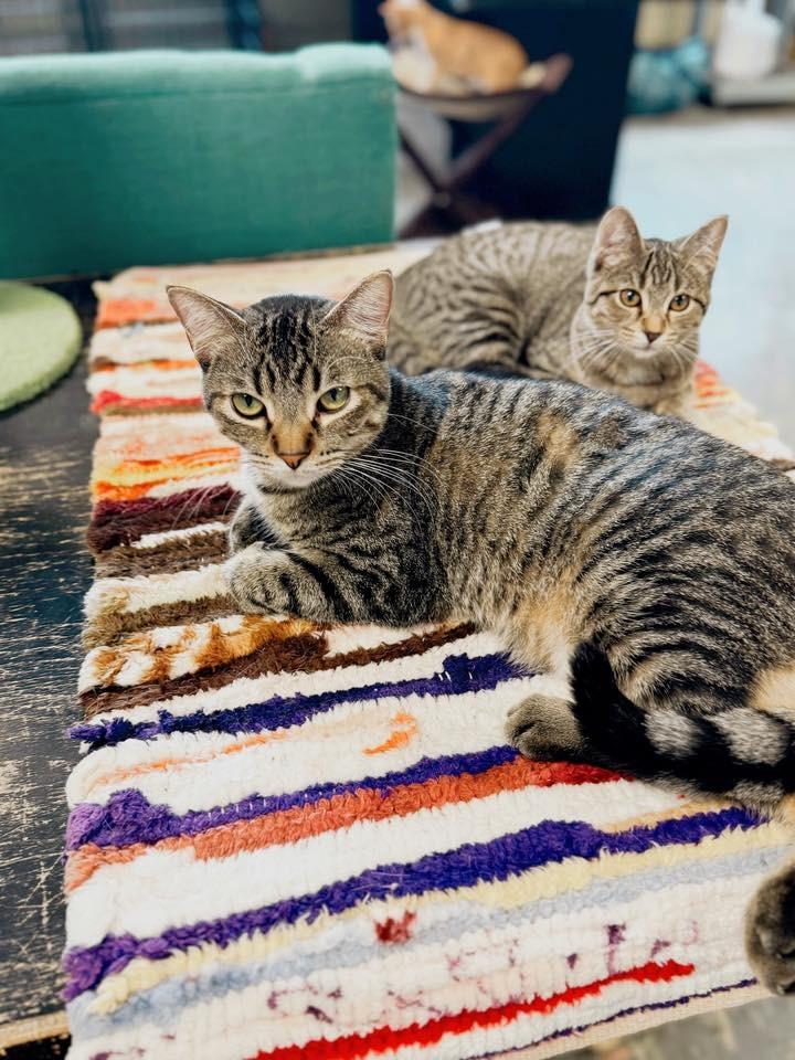 Pepper, a Adoptable mixed breed in Effingham, IL image 1/6