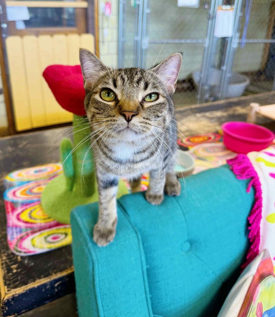 Pepper, a Adoptable mixed breed in Effingham, IL image 2/6