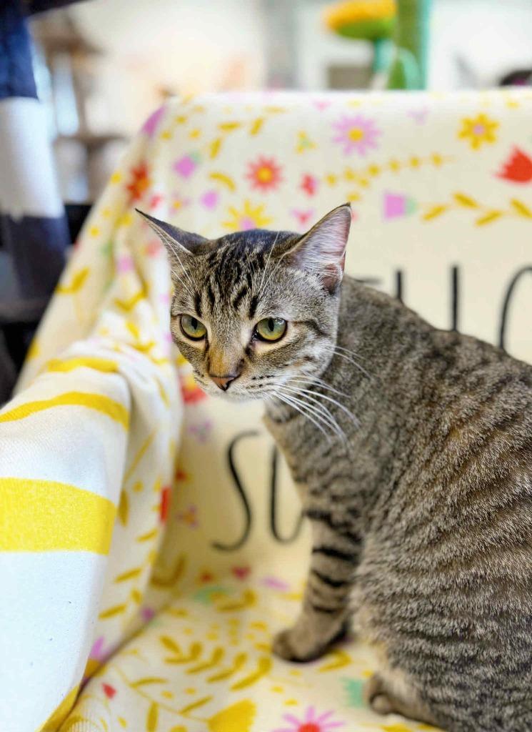 Pepper, a Adoptable mixed breed in Effingham, IL image 4/6