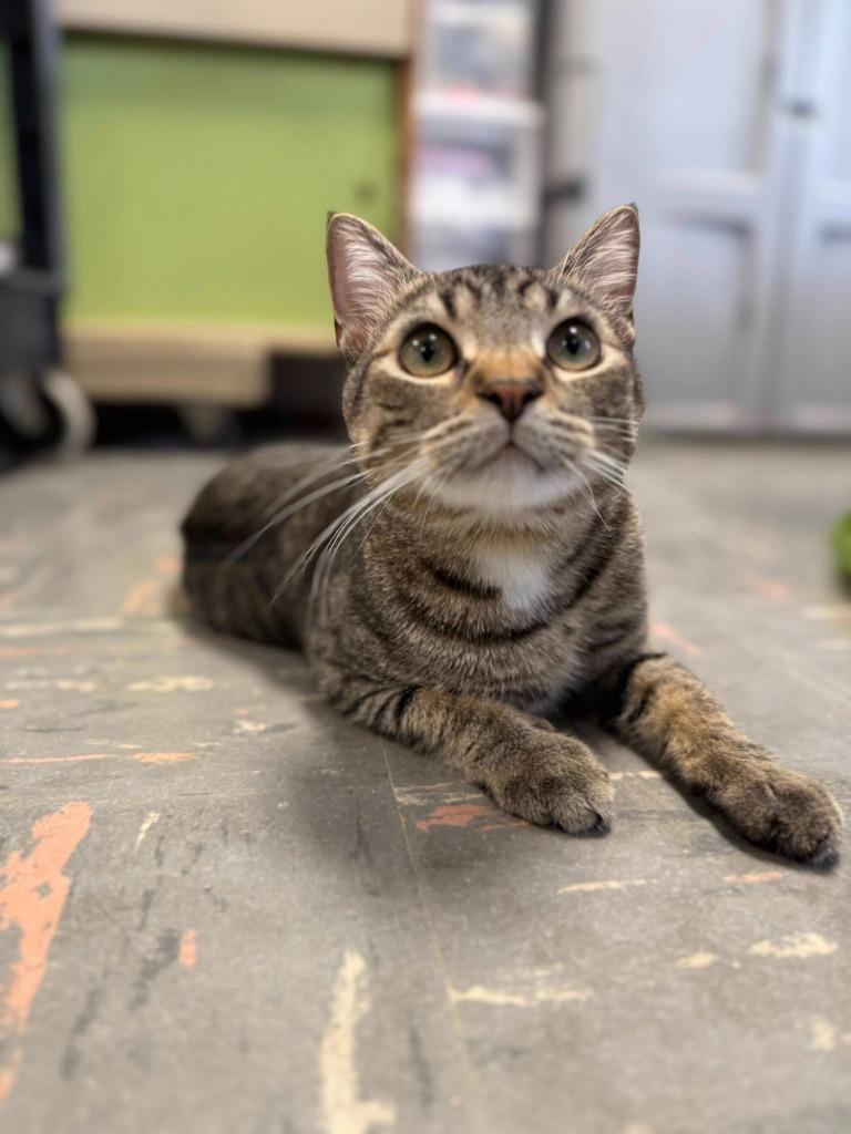 Pepper, a Adoptable mixed breed in Effingham, IL image 5/6