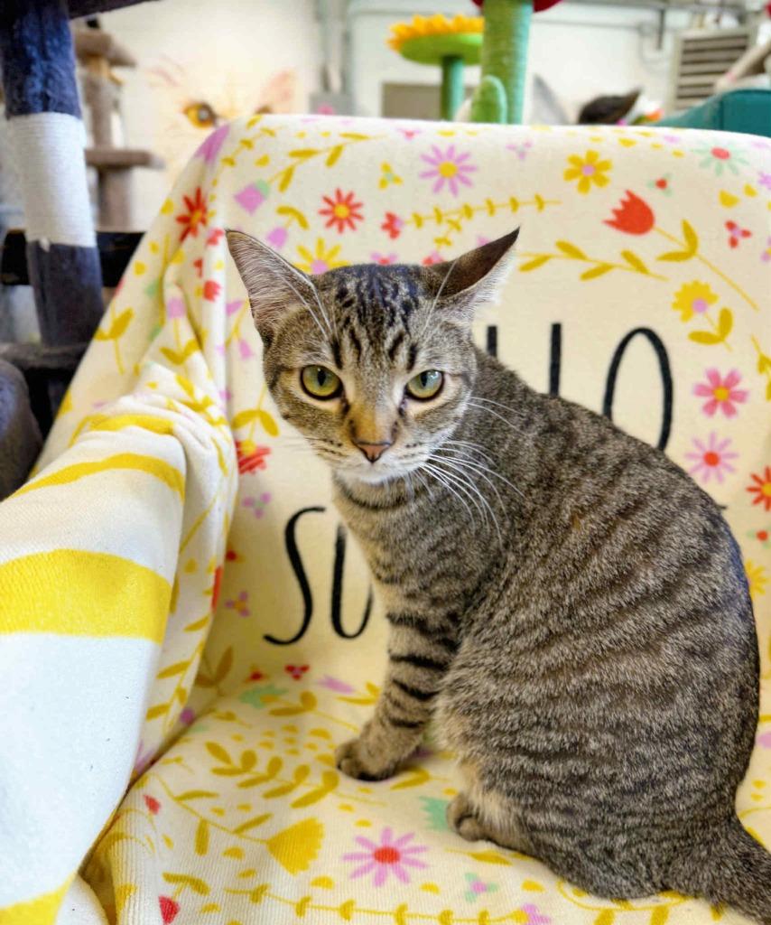 Pepper, a Adoptable mixed breed in Effingham, IL image 6/6