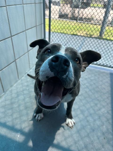 Enlarge SIRI, a Adoptable mixed breed in Corpus Christi, TX image 1/1