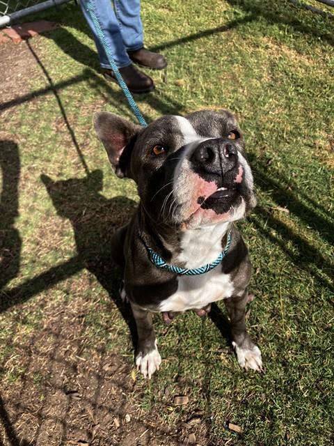 SIRI, Adoptable, Adult Female Pit Bull Terrier & Mixed Breed.