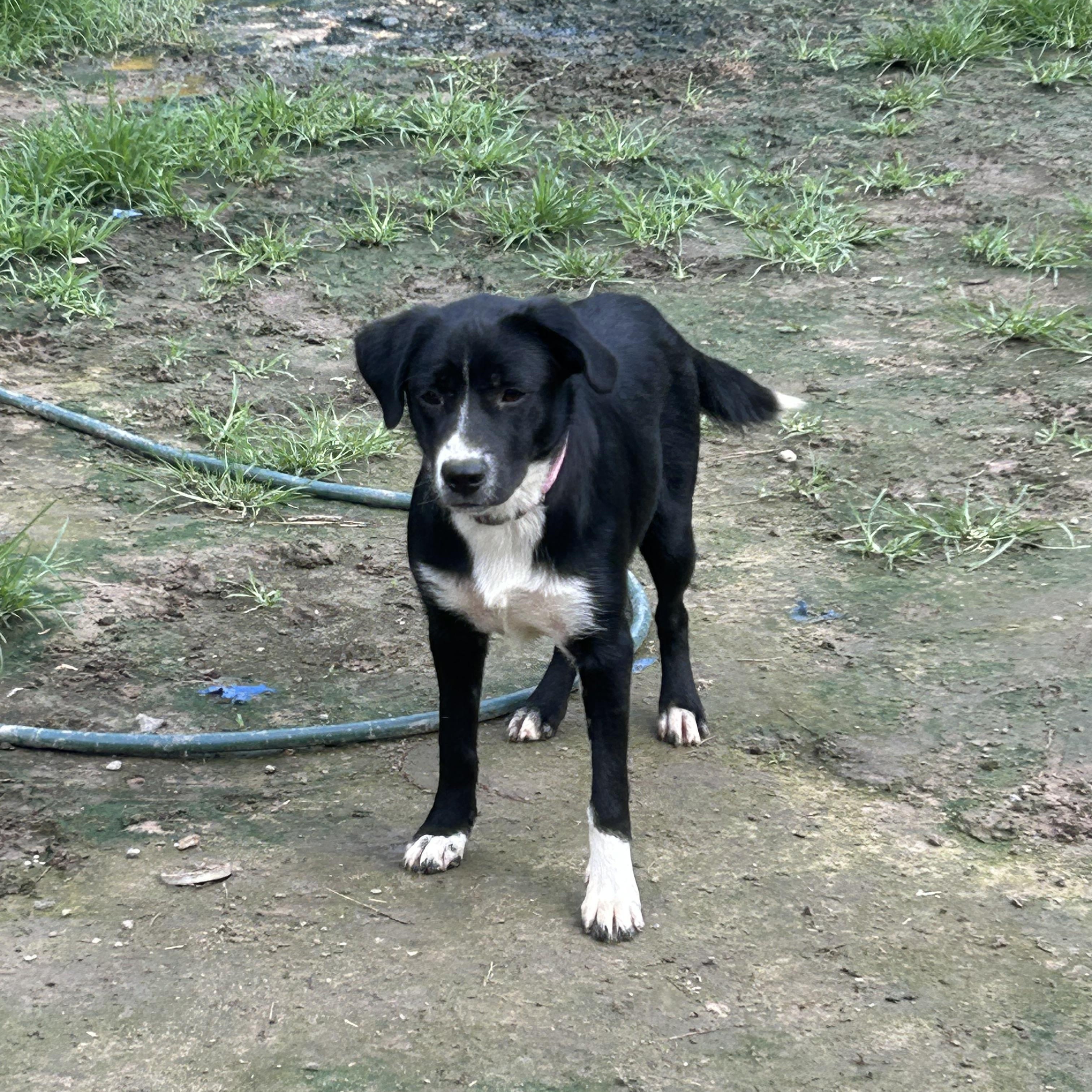 Enlarge Lucy, a Adoptable Black Labrador Retriever in Pine Bluff, AR image 1/3