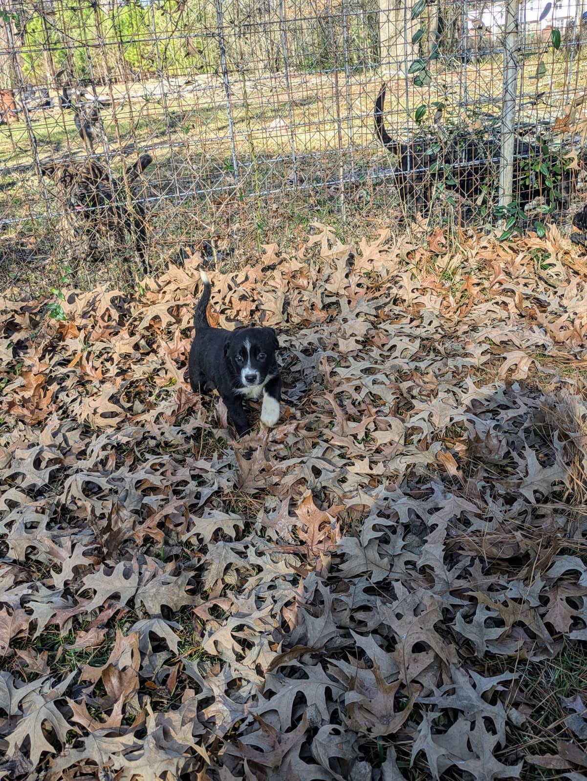 Enlarge Lucy, a Adoptable Black Labrador Retriever in Pine Bluff, AR image 3/3