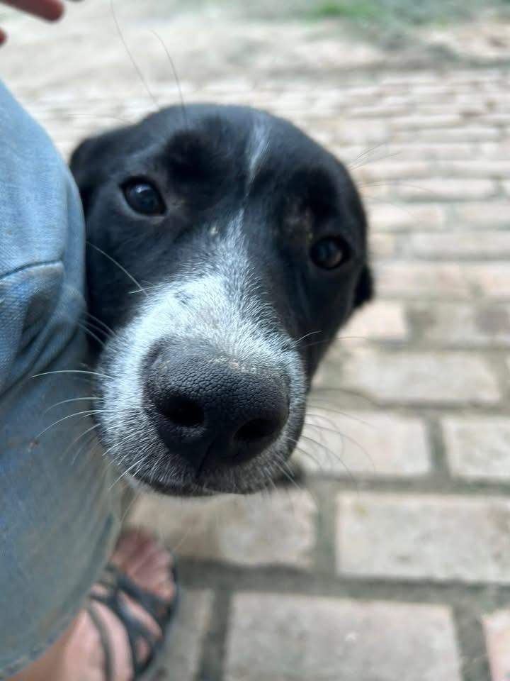 Enlarge Lucy, a Adoptable Black Labrador Retriever in Pine Bluff, AR image 2/3
