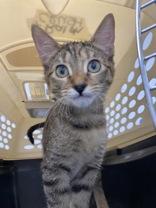 Mikasa, an adoptable Domestic Short Hair in El Reno, OK, 73036 | Photo Image 1