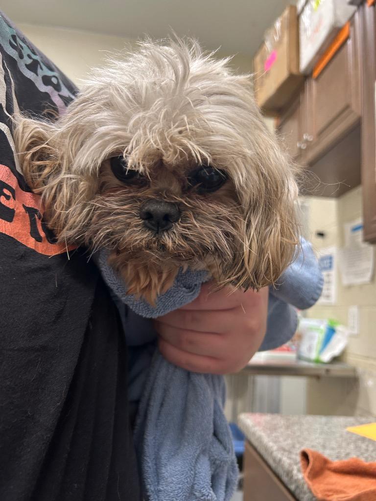2026-05-223, Adopted, Adult Male Shih Tzu.