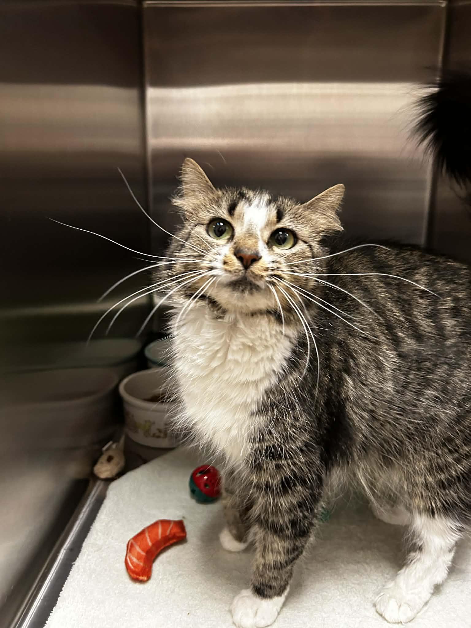 Enlarge Oreo, a Adoptable mixed breed in Chambersburg, PA image 1/1