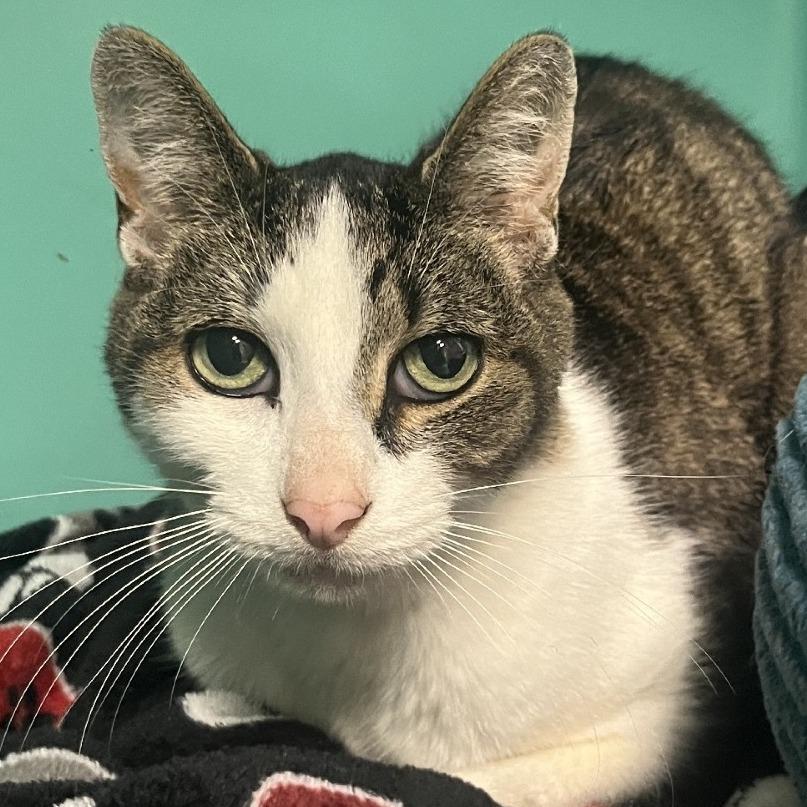 Mr. Magoo, Adoptable, Adult Male Domestic Short Hair.