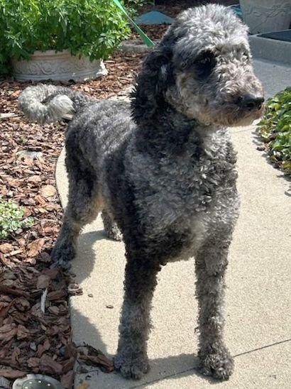 RUBY (ohiosdrescue(at)gmail.com), ADOPTABLE, Adult Female Goldendoodle.