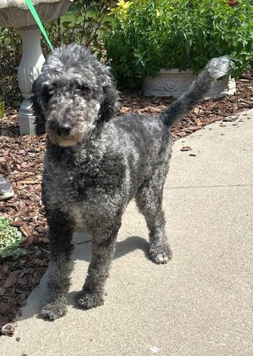 Enlarge RUBY (ohiosdrescue(at)gmail.com), a ADOPTABLE Goldendoodle in Rossford, OH image 2/3