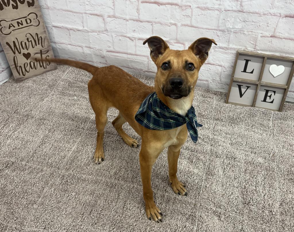 Enlarge Chase, a Adoptable mixed breed in Detroit, MI image 1/6