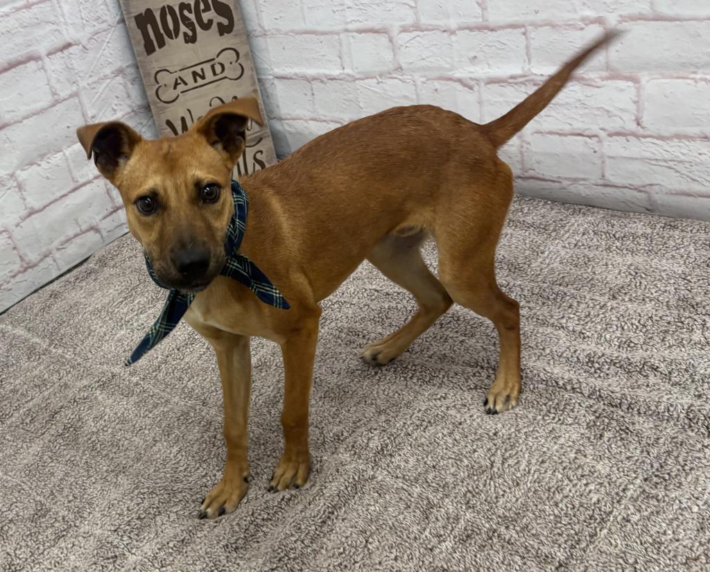 Enlarge Chase, a Adoptable mixed breed in Detroit, MI image 2/6