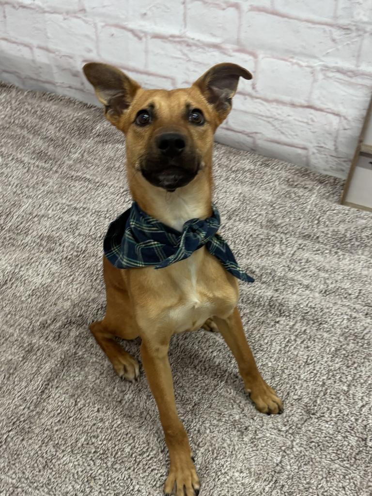Enlarge Chase, a Adoptable mixed breed in Detroit, MI image 3/6