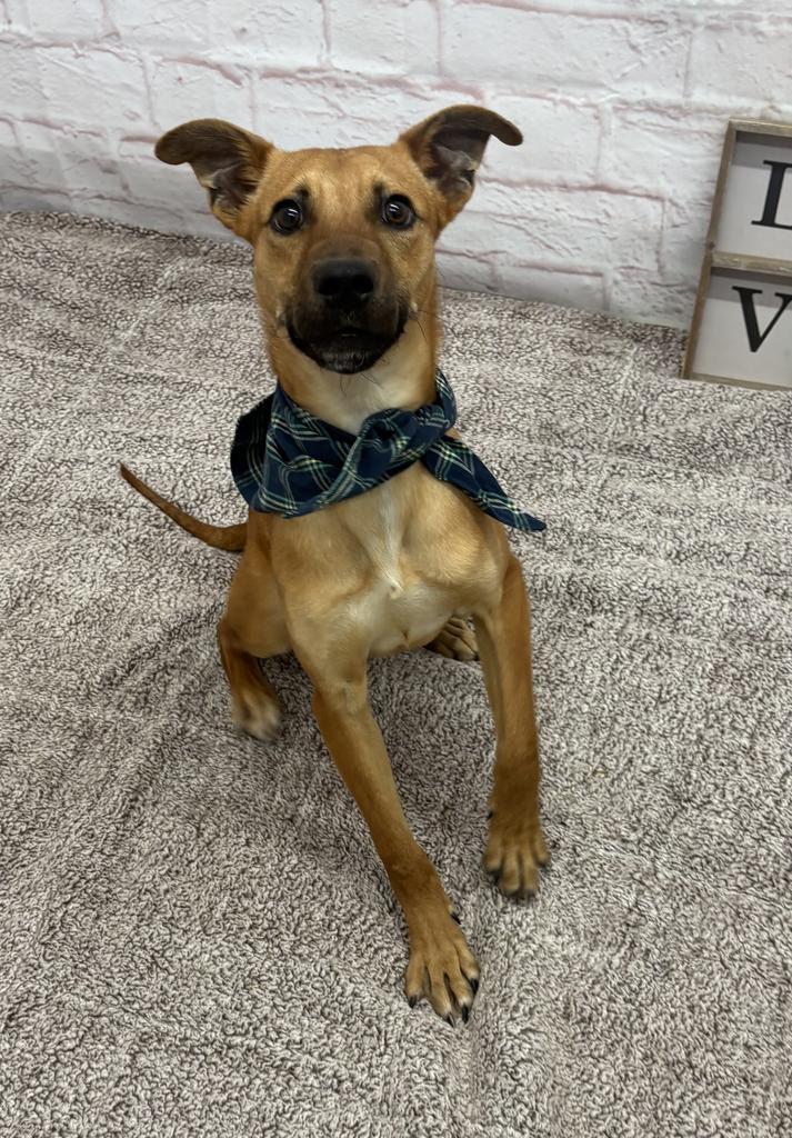 Enlarge Chase, a Adoptable mixed breed in Detroit, MI image 4/6