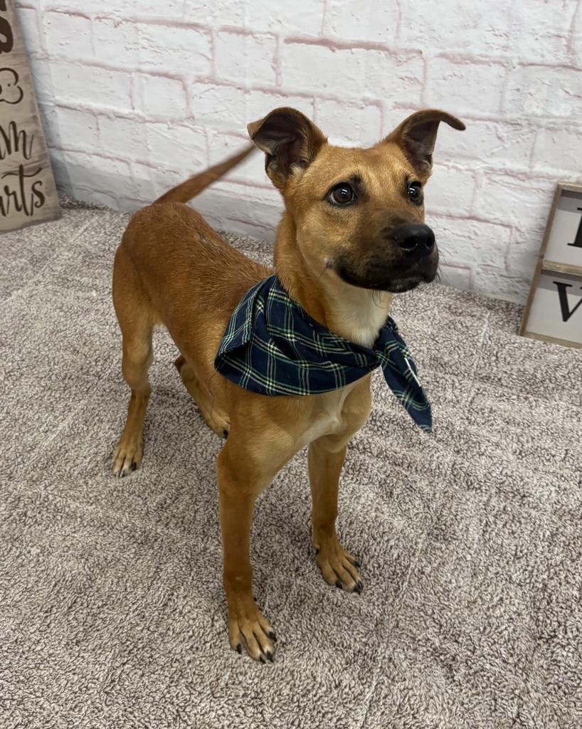 Enlarge Chase, a Adoptable mixed breed in Detroit, MI image 5/6
