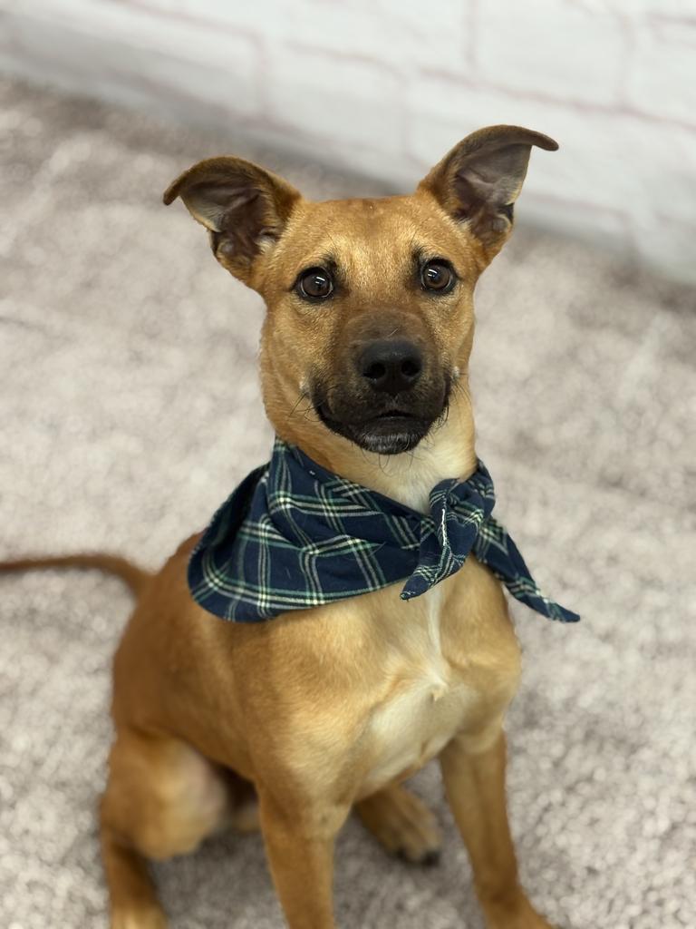 Enlarge Chase, a Adoptable mixed breed in Detroit, MI image 6/6